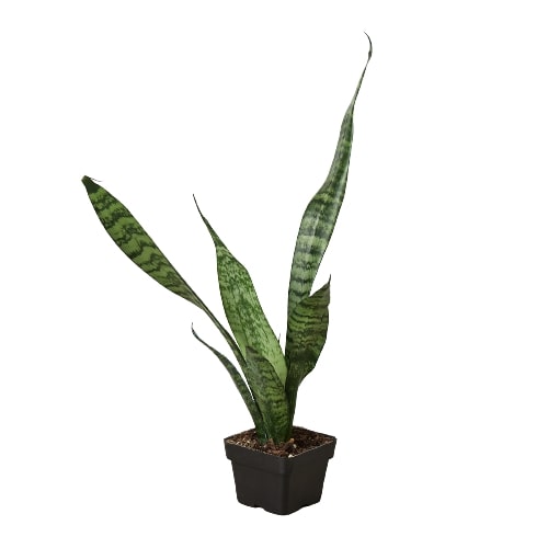 Snake Plant 'Zeylanica'